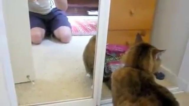 Приколы с кошками кот ругается и злится на отражение смотреть онлайн