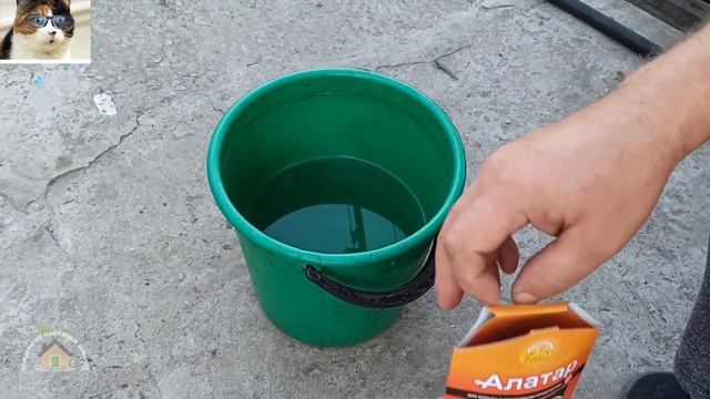 Вишневый слизистый пилильщик как бороться. Вредители сливы и вишни смотреть онлайн