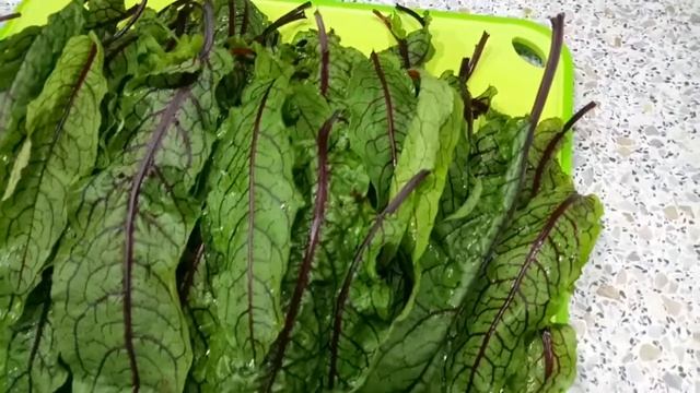 ЩАВЕЛЬ КРАСНЫЕ УЗОРЗЫ смотреть онлайн