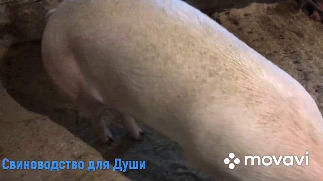 Супоросные свиноматки месяц до опороса! смотреть онлайн