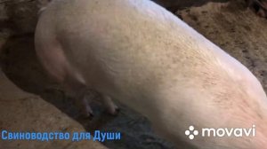 Супоросные свиноматки месяц до опороса!