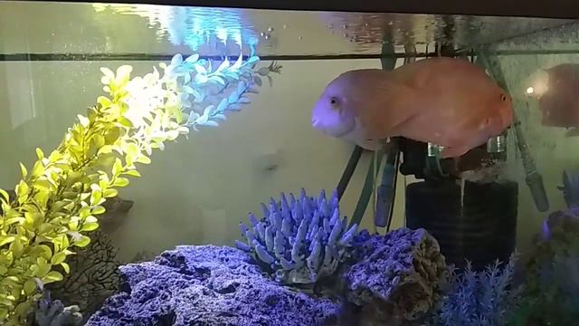 01.03.2019 Аквариум в Казанском "Эрмитаже" VID 20190301 150140 смотреть онлайн