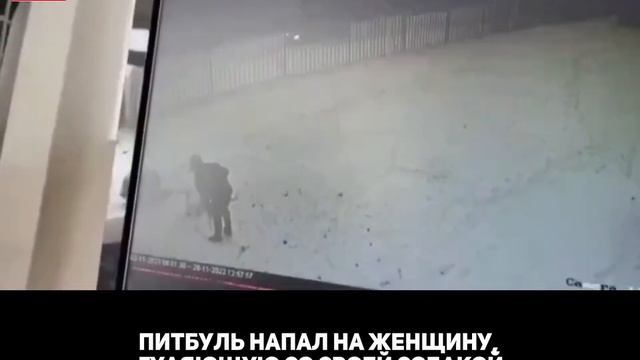 питбуль нападает на женщину с собакой смотреть онлайн