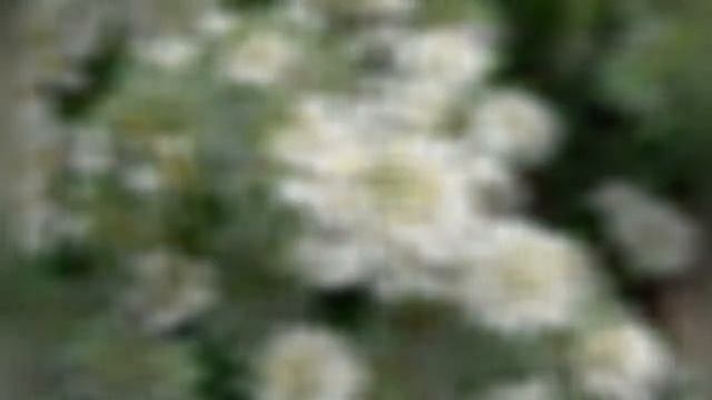 ИБЕРИС  СТЕННИК IBERIS