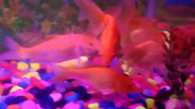 Gold Fish