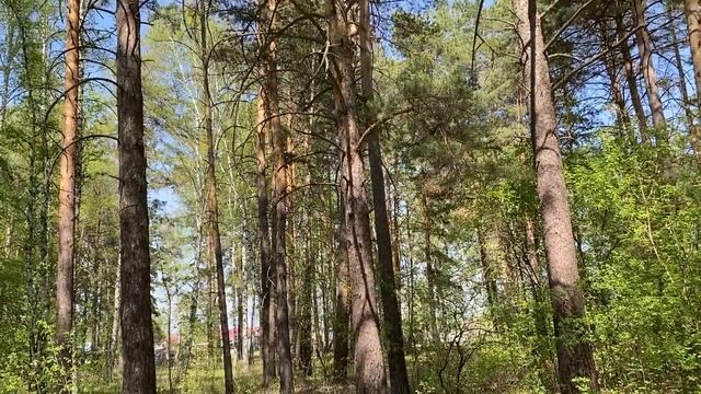 В лесу. Дивный лес и лесные звуки. смотреть онлайн