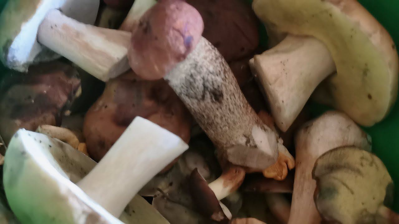 Послепотопный взрыв белых 4K 27 июля 2023