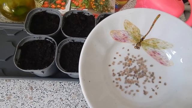 Томаты Черри сею на рассаду. смотреть онлайн