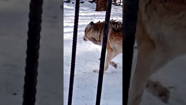 волки сибирские в зоопарке смотреть онлайн