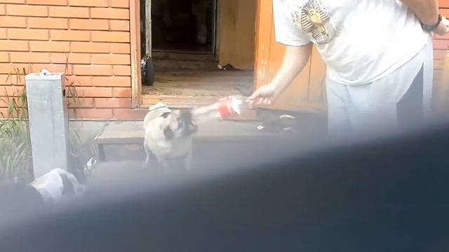 Берем интервью у собаки )))😁😂😂😁😄😄😅😆 смотреть онлайн