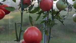 Томат Щека Кертис. Вкусный и урожайный "житель" теплицы #томат #помидор #сорт #семена