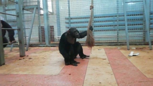 Ростовский зоопарк 2 смотреть онлайн