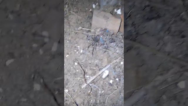 Сольпуга (фаланга) в ауле Кошанколь (Qoşanköl), Западно-Казакстанская область смотреть онлайн