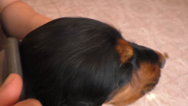 ПРАВИЛЬНАЯ Породная стрижка английского кокер спаниеля смотреть онлайн