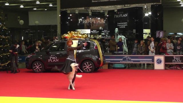 Чемпионат Москвы 2013 по танцам с собаками. смотреть онлайн