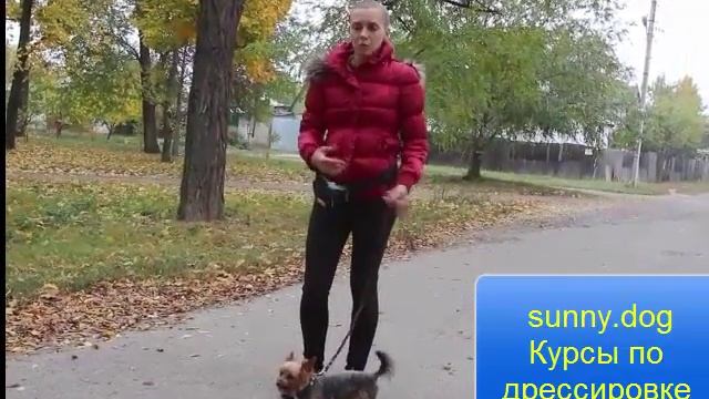 Йорк тянет. Начало дрессировки йоркширского терьера смотреть онлайн