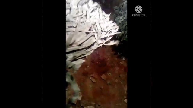 веник в баню, "Эвкалипт стреловидный" смотреть онлайн