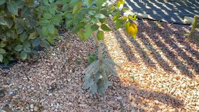 Прогулка по саду в сентябре смотреть онлайн