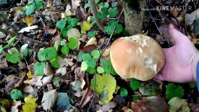 Тихая охота в подмосковье, октябрь 2018. смотреть онлайн