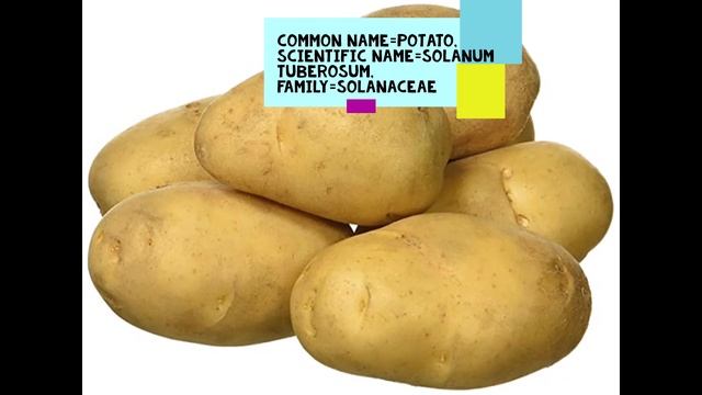 Potato ( Solanum Tuberosum)#potato #thegreenworldstudy