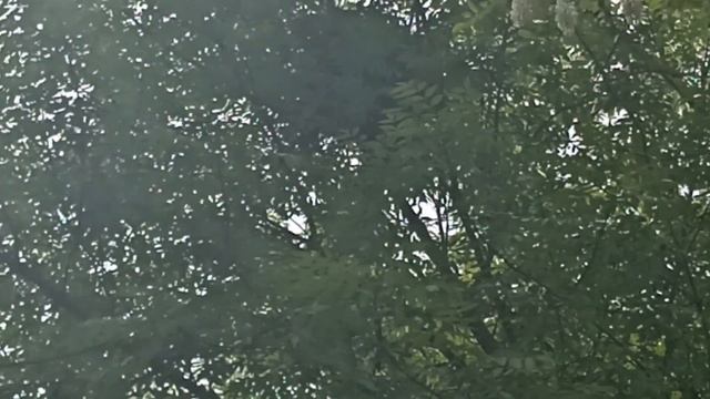 Птенец сороки выпал из гнезда, с ним все хорошо смотреть онлайн