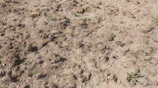 Жара, засуха и морозы. Удивительный год для огородников смотреть онлайн