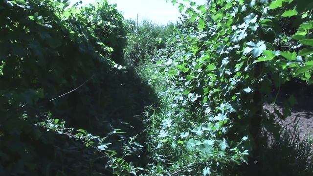 Кишмиш Лучистый без хим. обработок. 8 августа 2015. смотреть онлайн