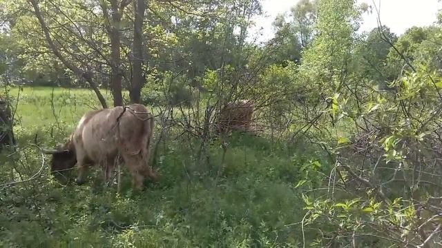 Amazing Pasture Makeover Part 2 Joel Salatin's Mob Grazing Put To The Test! смотреть онлайн