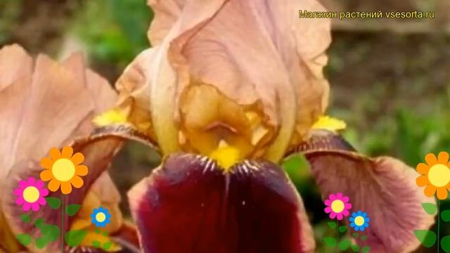 Ирис германский Индийский лидер. Краткий обзор, описание характеристик iris germanica Indian Chief смотреть онлайн