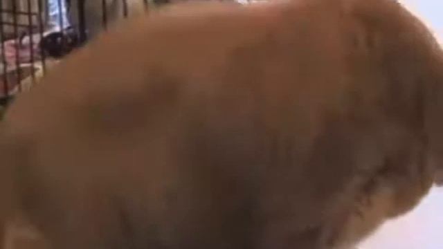 Я ЛЮБЛЮ котов смотреть онлайн