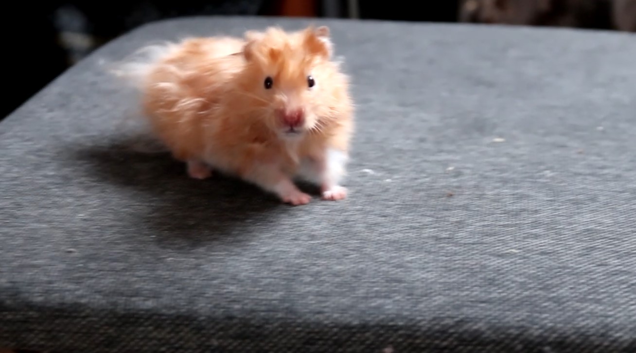 КАКОГО ПОЛА МОИ ХОМЯЧАТА? / ХОМЯЧКАМ 17 ДНЕЙ ОТ РОДУ смотреть онлайн