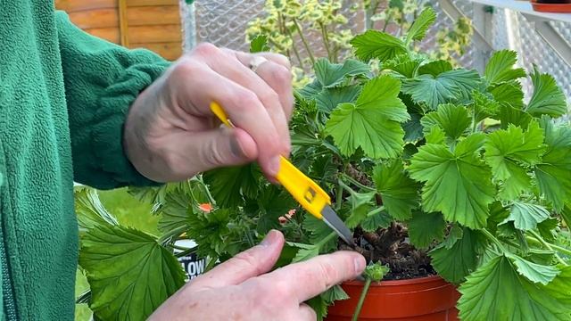 Cutting back and Stopping Regals in Mid Winter смотреть онлайн