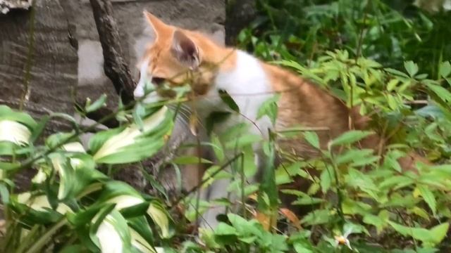 Весной на даче обнаружили под баней дикую кошачью семью смотреть онлайн