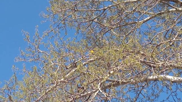 Пение зеленушки смотреть онлайн