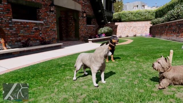 КТО НАСРАЛ В СОБАЧЬЕЙ БУДКЕ? ПЁС В ШОКЕ! ЖИЗНЬ ЖИВОТНЫХ В GTA 5 МОДЫ смотреть онлайн