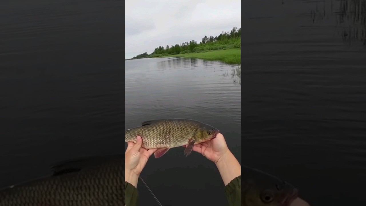 Язь на спиннинг #fishing #рыбалка #pikefishing #carpfishing #щука #спининг #язь смотреть онлайн