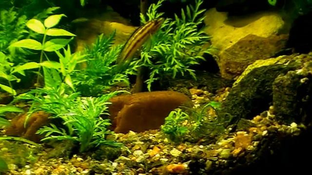 #Aquarium. Новый ландшафт в старом аквариуме.