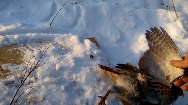Ответ на вопрос "можно ли поймать куропатку живой" смотреть онлайн