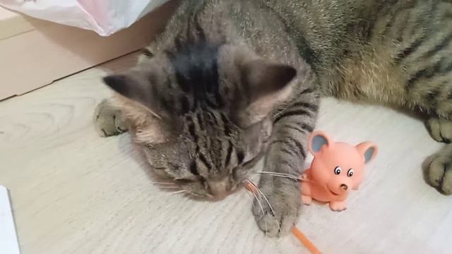 Если бы коты ходили в школу😅МЯУ 3 часть 😘 смотреть онлайн