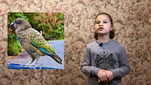 Интересные факты о попугаях! смотреть онлайн