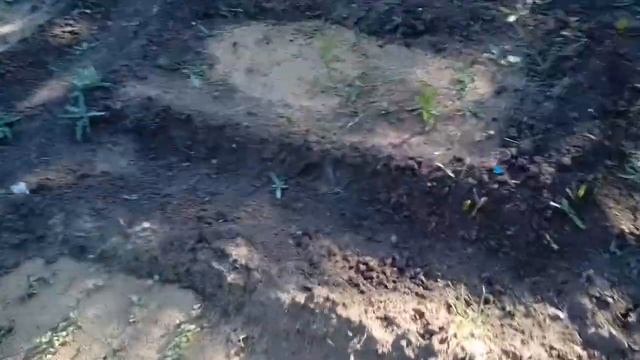 Как и чем удобрять виноград. Трубы для полива винограда смотреть онлайн