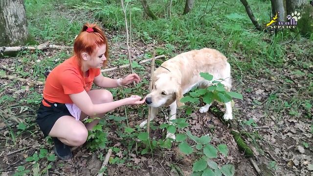 Прогулка дрессировка в лесу, голден ретривер смотреть онлайн