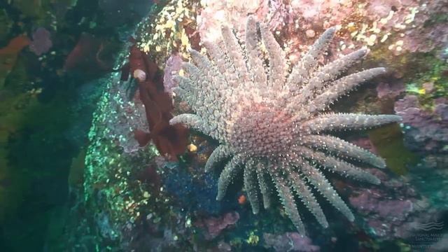 Sunflower Seastar смотреть онлайн