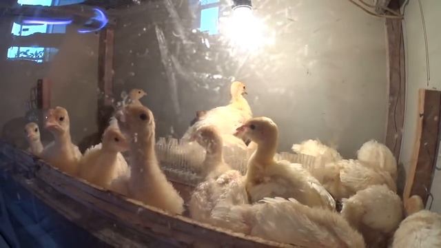 ОБЗОР ДВУХ НЕДЕЛЬНЫХ ИНДЮШАТ смотреть онлайн