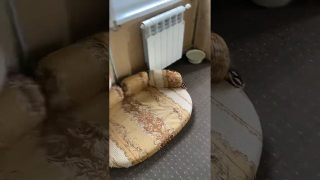 Обзор дома. 🏠 #деревенскаяжизнь #собаки #дом #семья #коты смотреть онлайн