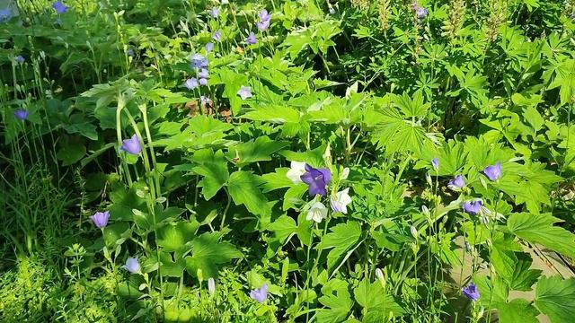 На даче созрела клубника! зацвели розы и жасмин! смотреть онлайн