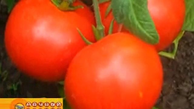 Передача "Дачный Мир" смотреть онлайн