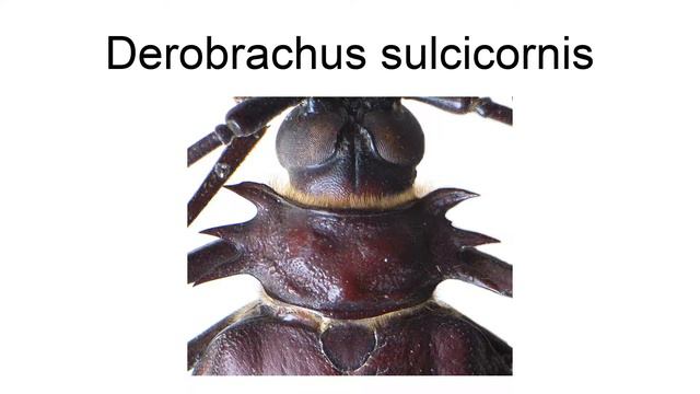 Derobrachus Sulcicornis смотреть онлайн