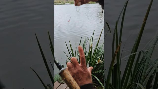 Как ловить осетра? Снасти. Рыбалка в подмосковье. Огромный улов. смотреть онлайн