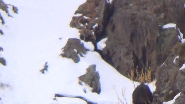 Горы. Горный козел смотреть онлайн